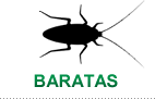 Baratas